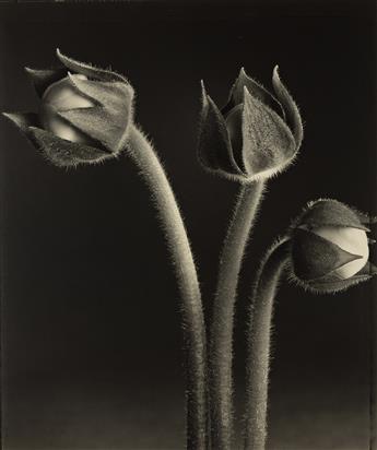 TOM BARIL (1952- ) Gloxinia Buds.1998; printed 2000.                                                                                             